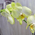 Фото Орхидея фаленопсис