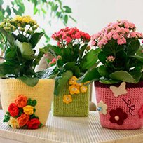 Посмотрите комнатные растения в Челябинске от компании Цветочный блюз!