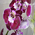 Фото Орхидея фаленопсис