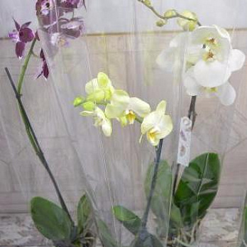 Орхидея фаленопсис / Челябинск / Цена от 1 200 Р